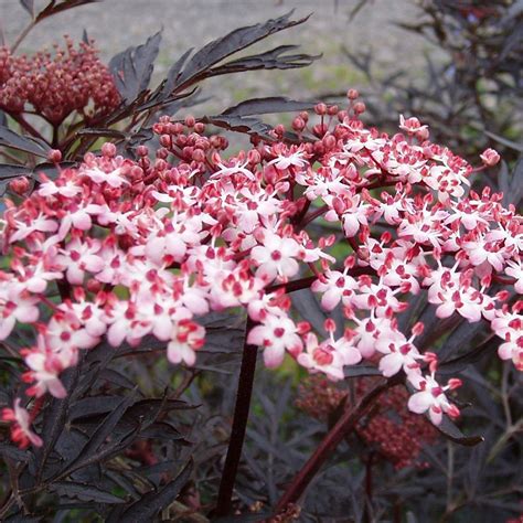 Sambucus nigra Porphyrophylla 'Black Lace' | Black Lace Elder | Garden | 5-6ft 5051641150406 | eBay