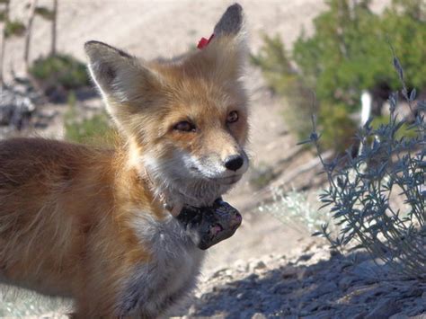 Sierra Nevada Red Fox – Mammalian Ecology and Conservation Unit