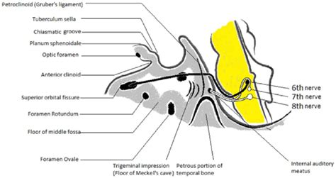 Composite diagram illustrating the third through eighth cranial nerves. | Download Scientific ...