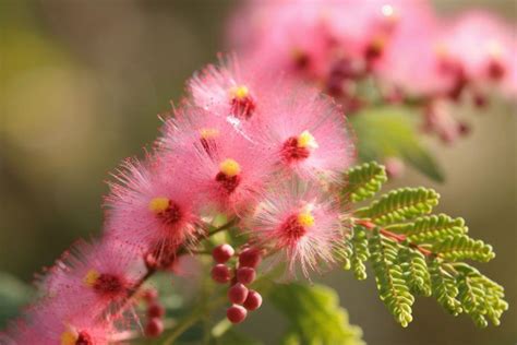 Pink Mimosa Flower Meaning, Symbolism & Spiritual Significance - Foliage Friend - Learn About ...