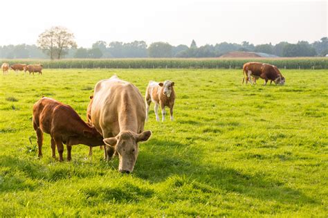 Stocking Rates for Cow-Calf Operations in Alabama - Alabama Cooperative Extension System