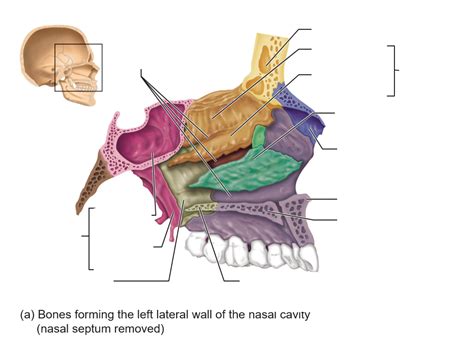 7 Nasal Cavity Bones