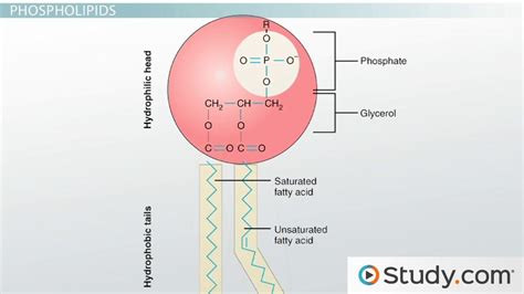 Lipids | Types, Example & Forms - Lesson | Study.com