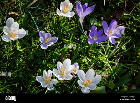 Decorative spring bloomers in the spa gardens of bad durkheim hi-res ...