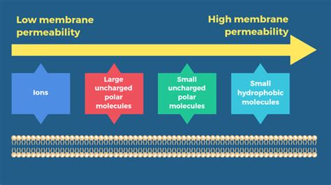 Membrane transport - Labster