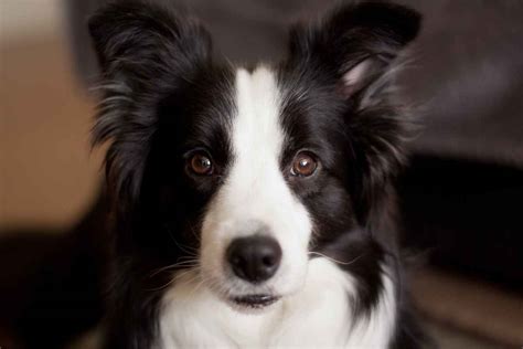 Border Collie Mix Breeds - Guide To Lovely Border Collie Mixes