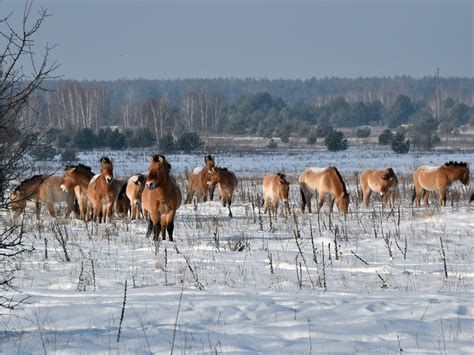 Chernobyl disaster: Wildlife flourishes 30 years on as humans are urged to stay away | Europe ...