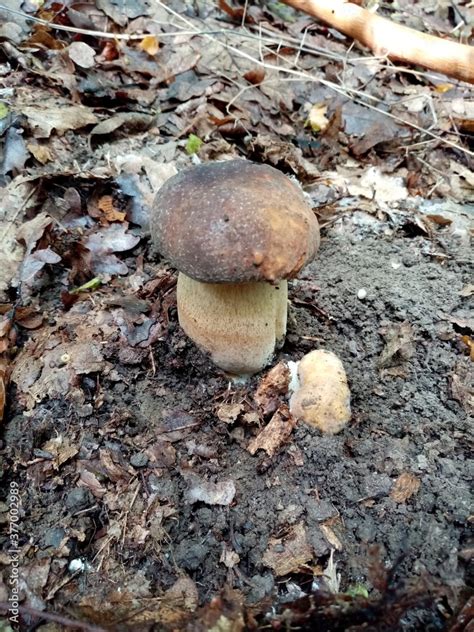 Edible forest mushrooms. A photograph of an edible forest mushroom in nature. Stock Photo ...