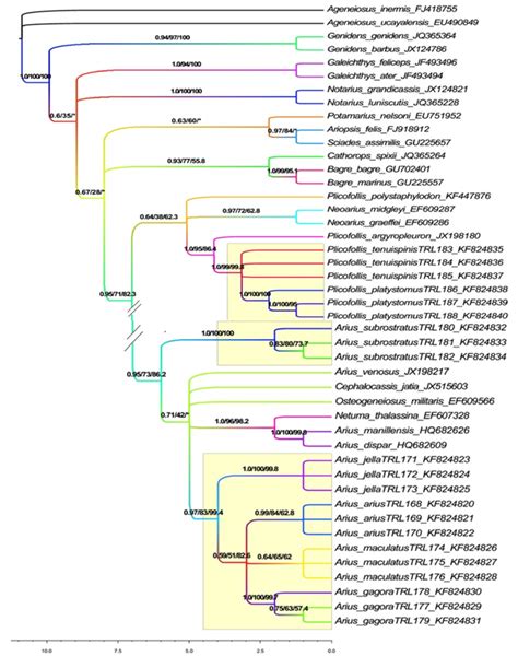 Phylogeny of Ariidae. Colored node labels indicate posterior... | Download Scientific Diagram