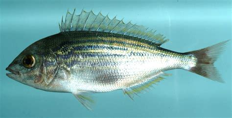 Lagodon rhomboides » NCFishes.com