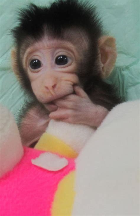 Chinese scientists behind cloned monkey breakthrough are just getting started | news.com.au ...