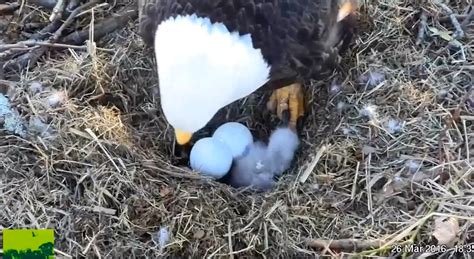 WATCH: Duke Farms eagle cam captures hatching of 2 bald eagle chicks ...