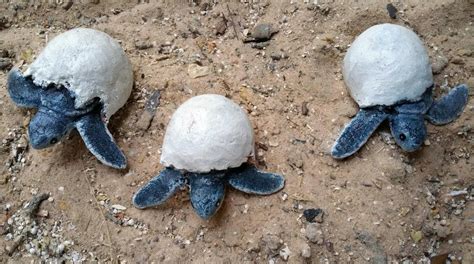 Green Sea Turtle Egg Hatching Sculpture 3 X 3 In - Etsy