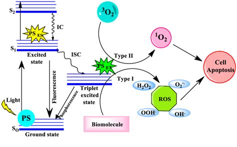 Schematic representation of photodynamic therapy mechanism | Download Scientific Diagram