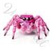 60 Colorful Jumping Spider PNG Clipart, Watercolor Spider Clip Art, Cute Realistic Spider, 5 ...