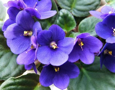 February Birth Flower - Violet