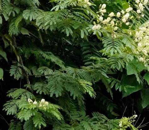 A tree growing in the Amazon 200 meters, Southern Peru. in the Plant ID forum - Garden.org