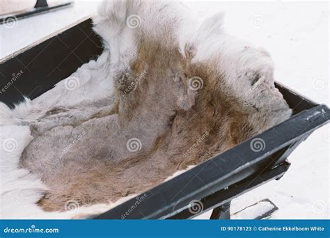 Reindeer Sleigh Ride in Lapland Stock Image - Image of wintersport, arctic: 90178123