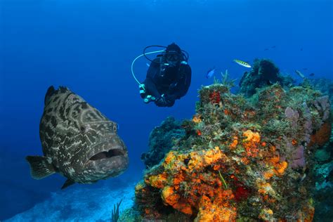 What Are Goliath Groupers? | Wonderopolis