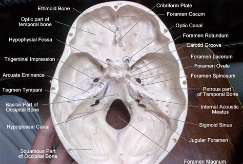 Anatomy Made Easy : Base of the Skull