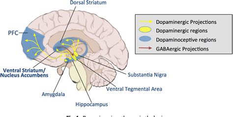 Figure 1 from Dopaminergic reward sensitivity can promote adolescent health: A new perspective ...