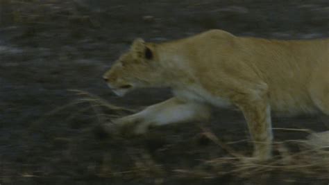 Lion Running Stock Footage Video | Shutterstock