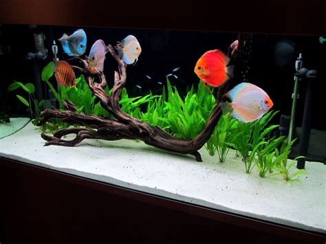 Planted Discus Tank Setup - Aquascape Ideas