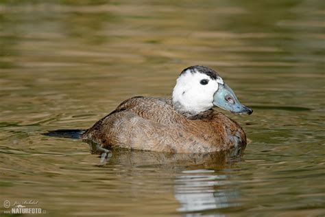 White-headed Duck Photos, White-headed Duck Images, Nature Wildlife Pictures | NaturePhoto