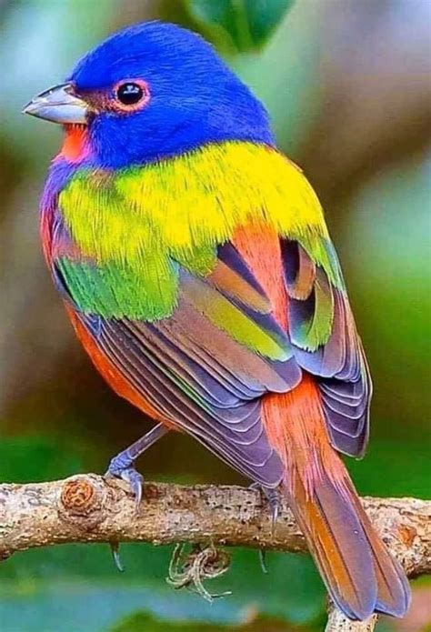 le passerin ou pape de Guyane. passerin nonpareil | Beautiful birds, Animals beautiful, Exotic birds