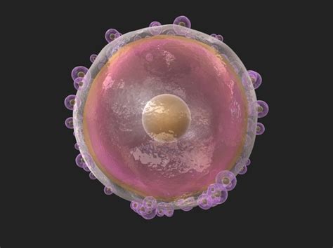 3D human ovum cells - TurboSquid 1338640