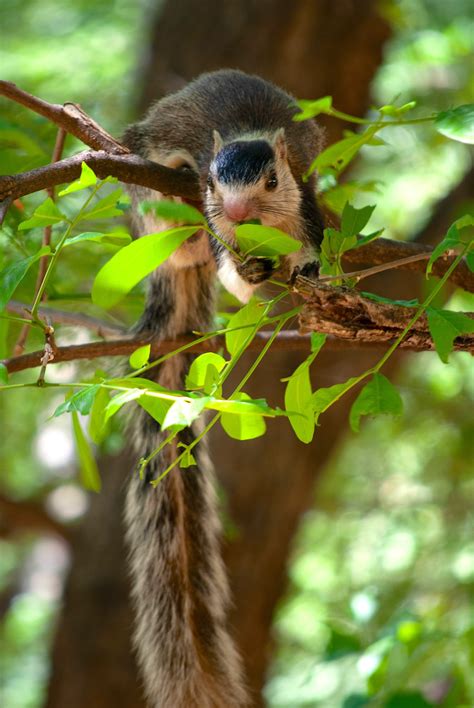 How Disconnected Forests Threaten the Grizzled Giant Squirrel ...