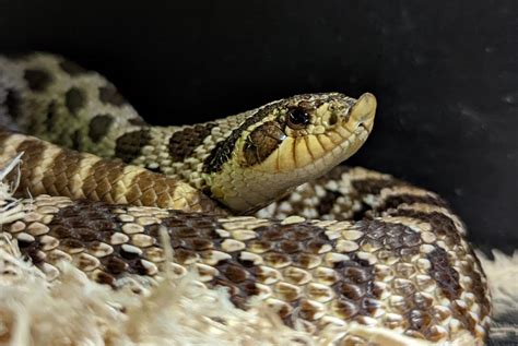 Western Hognose Snake – Utica Zoo