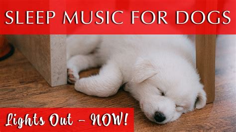 Deep Sleep Relaxing Music for Dogs | With Rain Sounds - YouTube