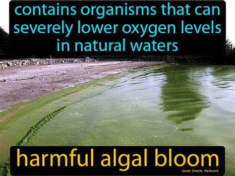 Harmful Algal Bloom Definition & Image | GameSmartz