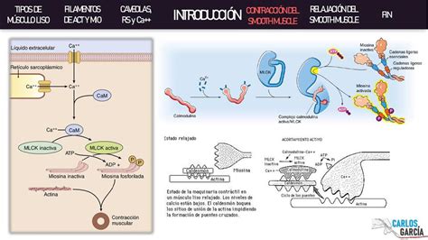 Fisiología - Contracción del Músculo Liso por Carlos Andrés García | Dr. Carlos Andrés García ...