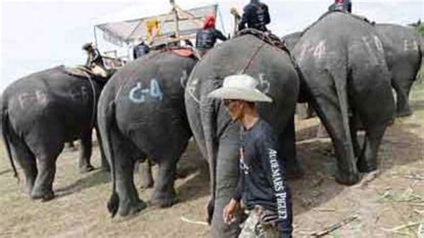 Elephant Polo in Thailand | The Times of India