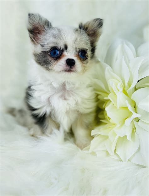 Blue Micro Teacup Chihuahua Sale