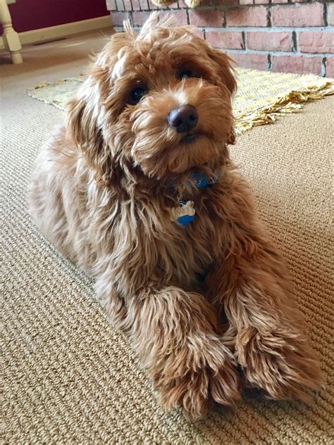 Macy 4 month old Mini F1B Goldendoodle | Goldendoodle, Cute dogs and puppies, Cute dogs