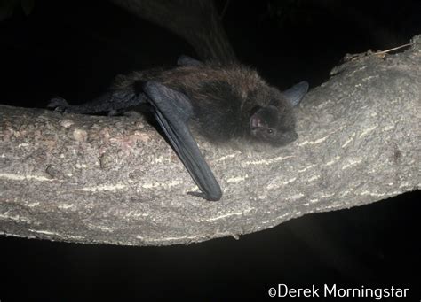 Bat Night - Conservation Halton