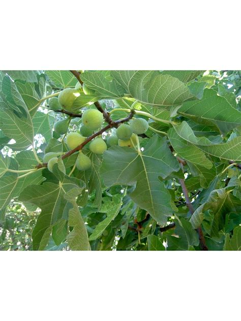 “Calimyrna” Figs - 5 strong Fig Tree cuttings!