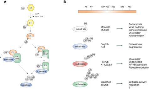 The ubiquitination code: a signalling problem | Cell Division | Full Text