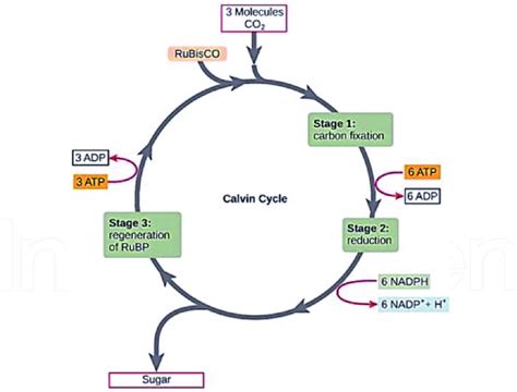 The Calvin cycle [20]. | Download Scientific Diagram