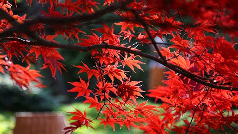 How to Select the Right Japanese Maple – Grow Beautifully