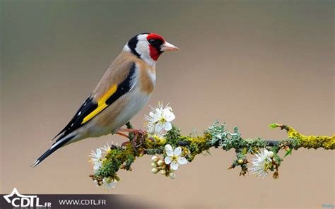 Oiseaux colorés très connus | oiseaux | Oiseaux colorés, Oiseaux et Chardonneret