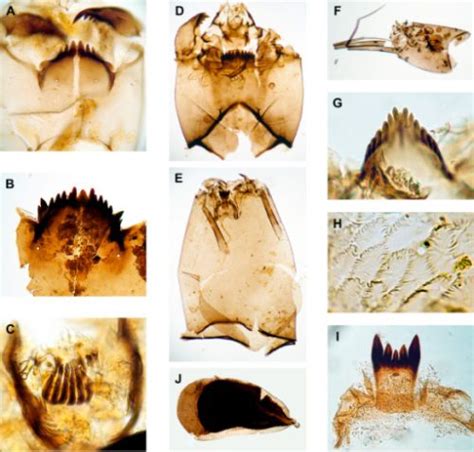 Head capsule details of Chironomid midge larvae (reference from NHM London) - Lizzie Harper