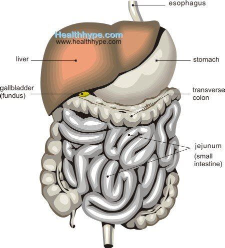 Gallbladder Location, Anatomy, Parts, Function, Pictures | Healthhype.com