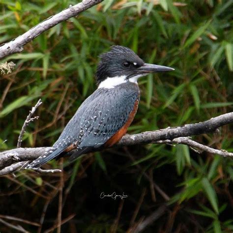 Martín pescador – AVES EN CHILE