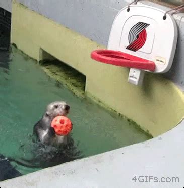 Otters GIFs - Get the best gif on GIFER