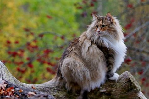 King in the North: The Norwegian Forest Cat - Critter Culture