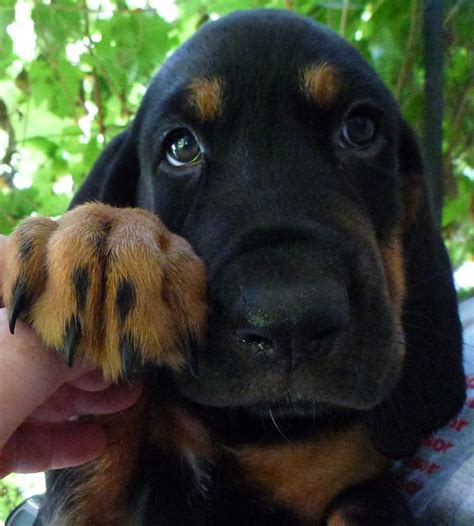 Bloodhound rotweiler mix | Rottweiler mix, Unique dog breeds, Lab puppies